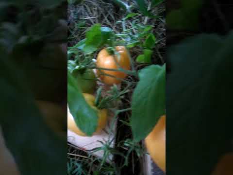 Βίντεο: Tomato Heart of Ashgabat: περιγραφή ποικιλίας, χαρακτηριστικά, χαρακτηριστικά καλλιέργειας, κριτικές