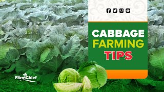 TOP 3 CABBAGE VARIETIES SUITABLE FOR EVERY FARMER