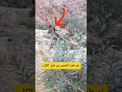 تم طرد الحمير من قبل الكلب الکلب الحمیر فجاۃ 