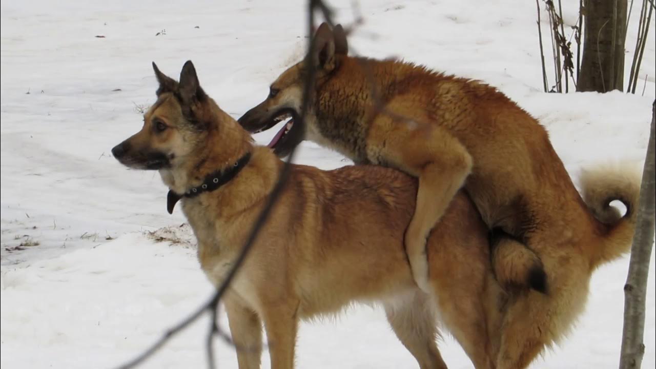 Собаки сука и кобель. Вязка собак. Собачьи свадьбы на улицах. Собаки сука и кобель. Собаки спариваются.