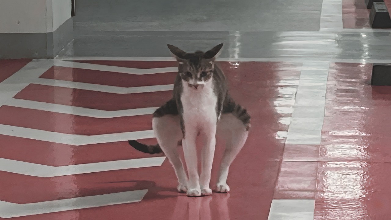 Can’t Stop Laughing At These Cats 😂 Funniest Cats of The Year 2025 😁