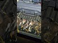 Fx Maverick Air rifle pellet gun pcp hunting birds @ dairy farm in Australia #hunting #pestcontrol