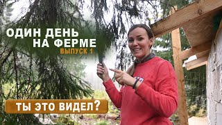 Один день на ферме 👩‍🌾👨‍🌾 Выпуск 1