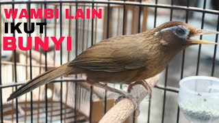 Download Lagu wambi mini gacor - kicau wambi mini gacor merdu berirama MP3