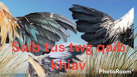 qhia txog saib tsob tw tus qaib nkiav