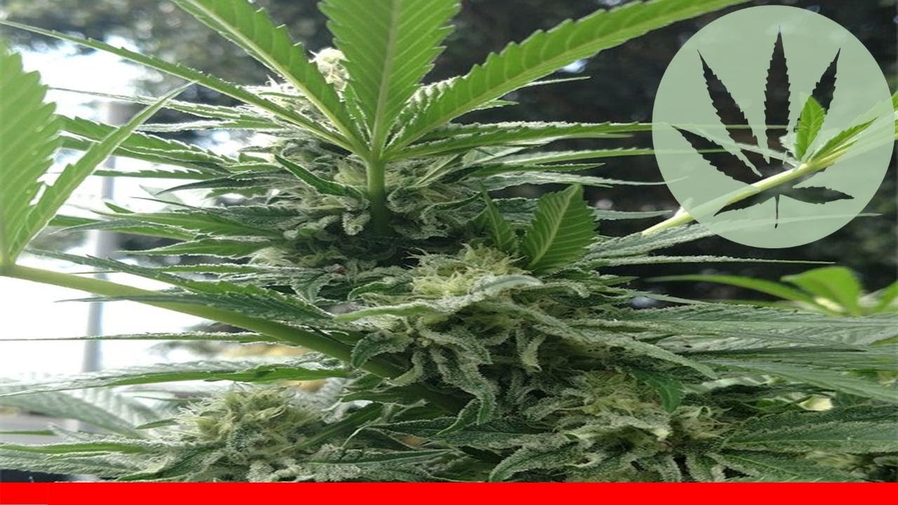 Pineapple - All About This Strain