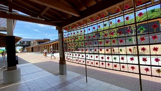 2020/06/24　佐田岬はなはなとアジサイの花　～愛媛県伊方町～