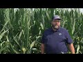 2021 FOCUS site tour - Fungicide Timing