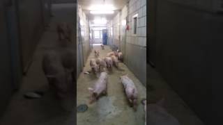 Aflevering 13 De Speenafdeling Verhuizing Naar De Vleesvarkensstal