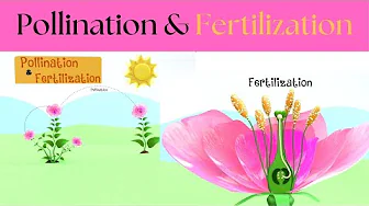 Pollination & Fertilization for Kids | Pollination & Fertilisation Explained