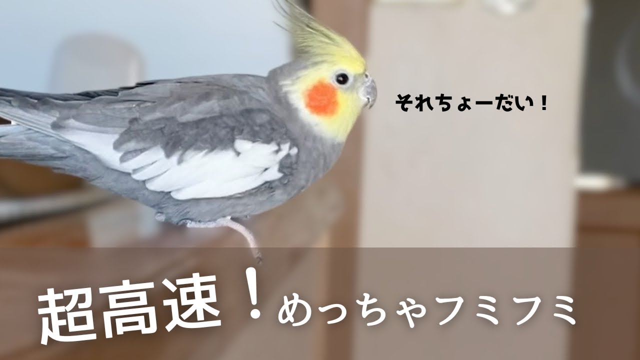 バッグの中が気になり高速フミフミしちゃうオカメインコが可愛すぎた