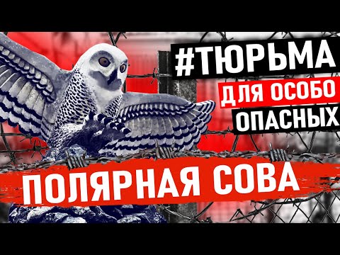 ЭТУ ТЮРЬМУ БОЯТСЯ ДАЖЕ РЕЦИДИВИСТЫ! Тюрьма Полярная Сова Для Особо Опасных