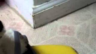 The Webkinz Car Crash