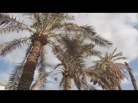 Égypte: le palmier comme alternative au bois importé