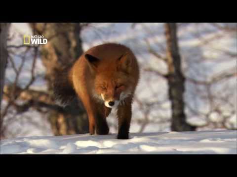 Le renard roux