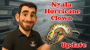 2025 Clutch #3 - Nyala Hurricane Clown Update - Breeding Ball Pythons