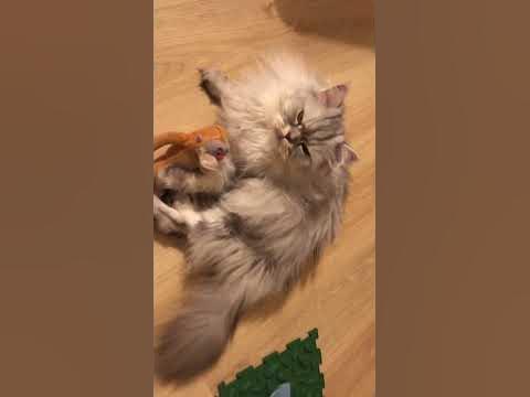 Любимая игрушка Лаки) - YouTube
