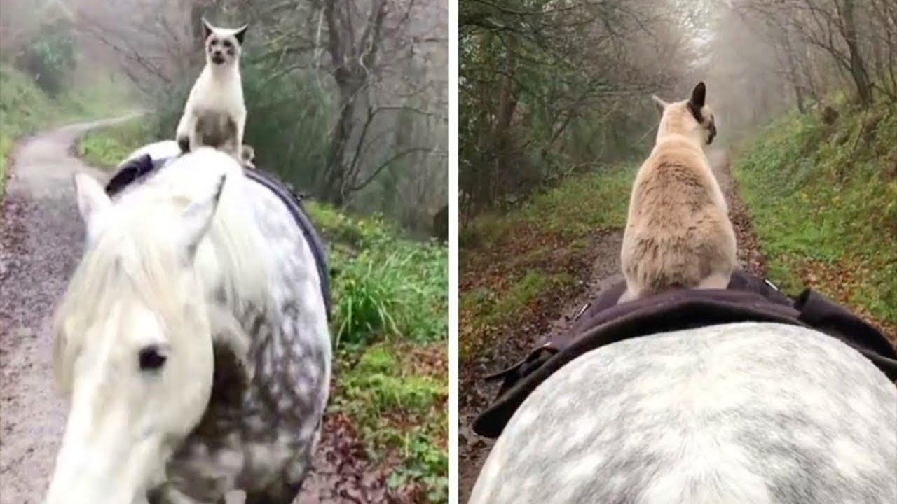 Abandoned Cat Becomes Best Friends With A Horse, Now Spends His Time Going For Rides