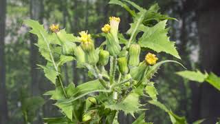 Prickly Sowthistle growing in time-lapse - UHD 4K