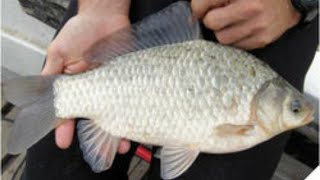 Grosse pêche au feeder de carassins et carpes