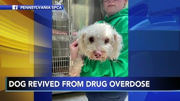 Poodle named 