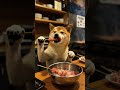 炭火の焼き鳥はついつい食べ過ぎてしまう🐶#柴犬 #犬 #焼き鳥 #shibainu #shiba #dog #yakitori #西巴犬 #시바견