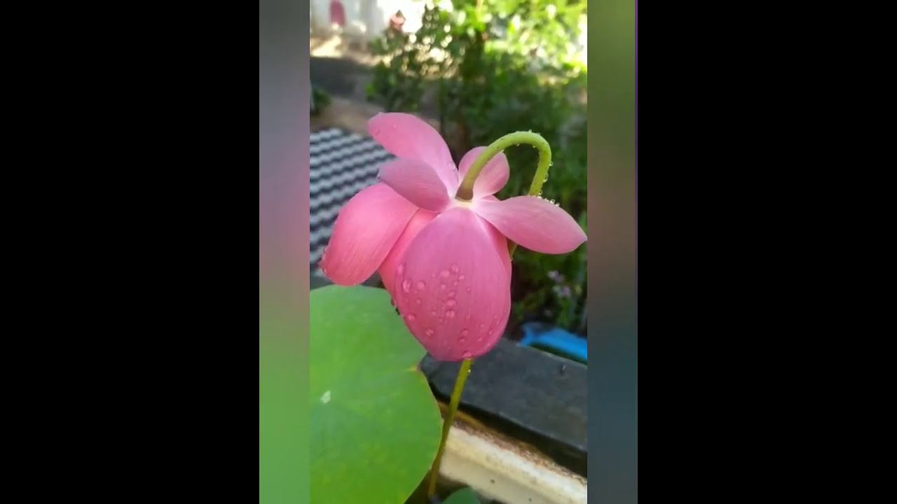 Bowl Lotus /drop blood lotus YouTube