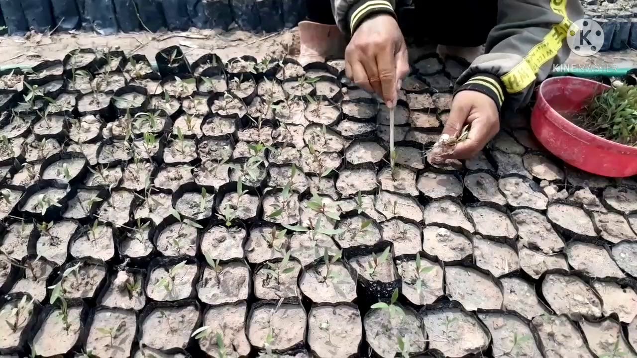 วิธีแปะเบี้ยยูคา