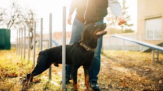 How to Breed and Care for a Bloodhound | Bloodhound Genetics and Breeding Explained