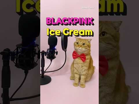 베니의 ‘Ice Cream’ - BLACKPINK(블랙핑크 with Selena Gomez) cover by Benny the Cat #shorts