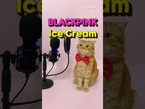 Ice Cream - Blackpink Cover By Benny The Cat Shorts