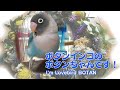 改めまして、ボタンインコのボタンちゃんです I'm a lovebird Botan！