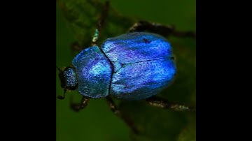 The Underground World of Mole Crickets
