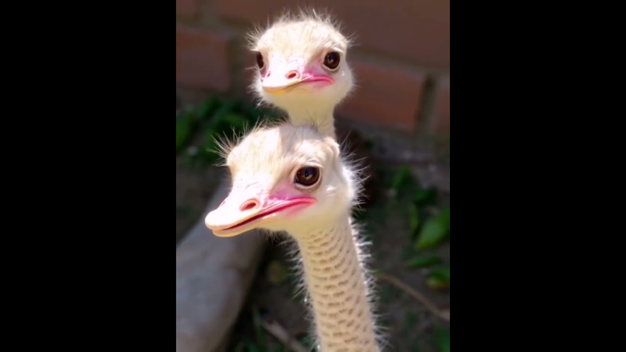 *OSTRICH SINGS "/ YOU CAN DANCE WITH REAL SOUND OF OSTRICH AND INSTRUMENTS/ Struzzo