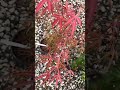 Acer palmatum 'Red Cloud' Japanese Maple