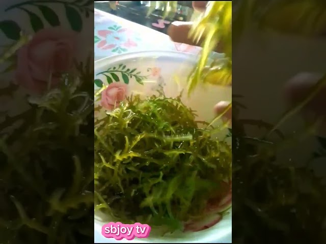 Yaman sa Dagat #asmr #viral #satisfying #seaweed #guso #sea #kinilaw #calmdown #dilicious #iodine class=