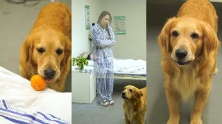 If The Dog's Favorite Owner Leaves, How Long Will The Dog Miss It, Is It Forever?【Amazing Dogs】#Fyp