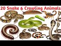 Snake & Crawling Animals Names | Python, Snail, Caterpillar | Kids Learning Video