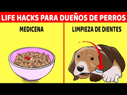 Video: 20 Hacks de vida para hacer la vida de un dueño de perro más simple
