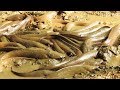 HUGE CATFISH FISHING FOR FOOD IN MUD WATER with BAREHAND FISHING