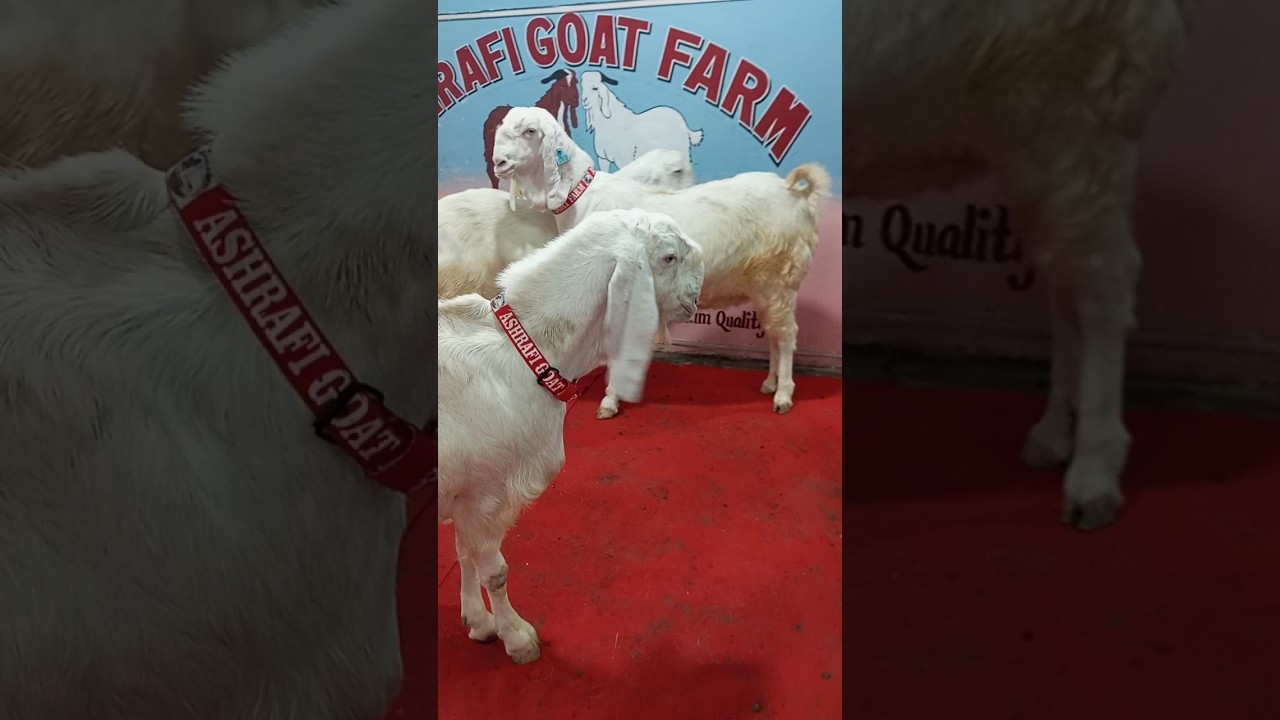 Bakra Goats 🐐🐐 Memories #beautifullgoats #goat #whitegoat #cowgoat #cow #farming #cattleworld