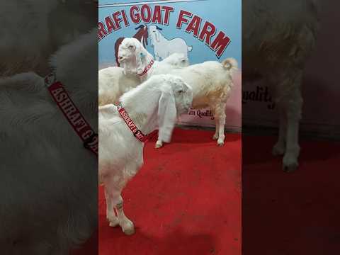 Bakra Goats 🐐🐐 Memories #beautifullgoats #goat #whitegoat #cowgoat #cow #farming  #cattleworld