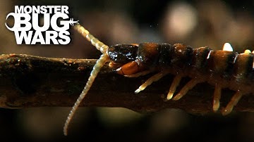 Smart Killers | Monster Bug Wars
