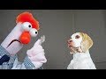 Funny Dogs vs Mad Scientist: Funny Dogs Maymo & Potpie