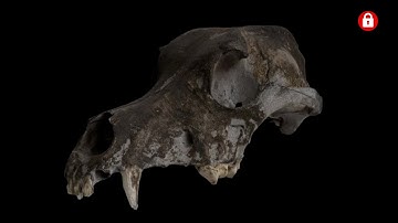 Megascans in Houdini | PREMIUM TUTORIAL TRAILER