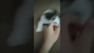 Playtime with Mishka (sorry for the low quality vid) #shorts #cat #cats #bite