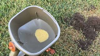 How We Treat Fire Ants