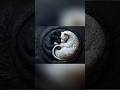 Ying Yang of Nature #animals #yingyang #cute #blackandwhite #beautiful