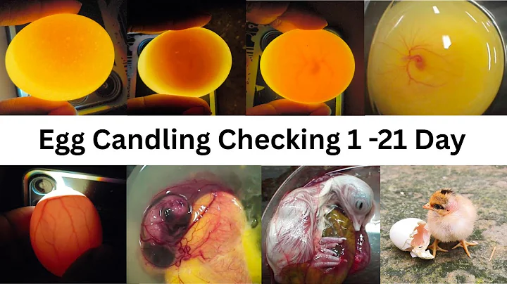 Egg Candling from day 1 to 21: The Ultimate Guide to Checking Fertility & Development