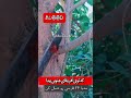 درختی که ازش چیزی شبیه خون بیرون میاد درختی که ازش چیزی شبیه خون بیرون میاد